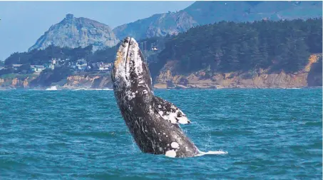  ?? Chris Biertuempf­el / Oceanic Society ?? A whale-watching trip out of Pillar Point Harbor in Half Moon Bay saw this rare breach by a gray whale just off Moss Beach.