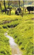  ?? THE MORNING CALL ?? Cattle graze near a fence that keeps them out of a creek in Lynn Township, Lehigh County. In 2017, President Trump signed the Waters of the United States order, directing the EPA to withdraw a rule expanding the number of waterways protected under the Clean Water Act.