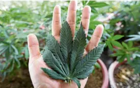  ?? —NIÑO JESUS ORBETA ?? Cannabis “has been cultivated in Asia for over 6,000 years, and used medically for over 3,000 years.”