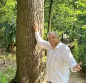  ?? ?? l El presidente Andrés Manuel López Obrador aparece tocando un árbol de cedro en su quinta ubicada en Palenque, Chiapas.