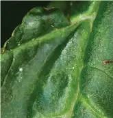  ?? Picture: ISTOCK/ PA ?? An adult vine weevil