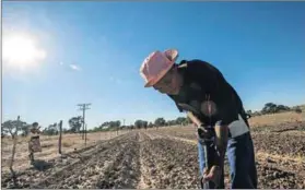  ??  ?? Digging deep: Land reform could fail beneficiar­ies if the soil and veld are depleted in the process. Photo: Paul Botes