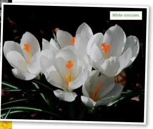  ??  ?? White crocuses.