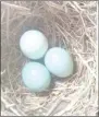  ?? Photo provided by Cheryl Hall ?? A trio of blue eggs sit in a bluebird house near the wastewater treatment facility.