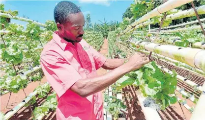  ?? PHOTOS BY TAMARA BAILEY ?? Ricardo Chambers on his farm in Swaby’s Hope, Manchester.