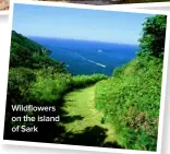  ??  ?? Wildflower­s on the island of Sark