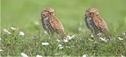  ?? STAN TEKIELA ?? Burrowing owls are often seen at Colorado’s Rocky Mountain Arsenal National Wildlife Refuge.