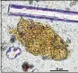  ??  ?? NEW FIND: A microscopi­c picture of pollen found on the Red Lady's tomb