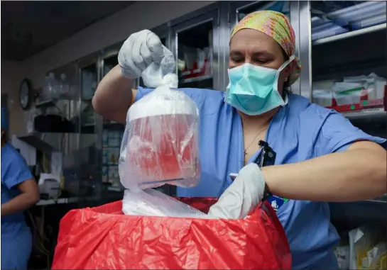  ?? MASS GENERAL PHOTO ?? Mass General doctors transplant­ed a geneticall­y modified pig kidney into a living recipient — the first in the world.