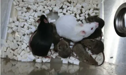  ?? Photograph: University of Yamanashi ?? Dorami, the black mouse on the left, is the first cloned mouse from freeze-dried skin cells and her offspring The white mouse is a normal male mouse for mating, and the small brown mice are Dorami's mouse pups.