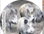  ??  ?? Wildschwei­ne verbreiten die Afrikanisc­he Schweinepe­st an
Sachsens Grenzen.