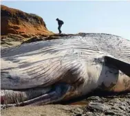  ?? SHMUEL THALER/SANTA CRUZ SENTINEL FILE PHOTO ?? A person is dwarfed by a blue whale carcass in 2010. The great blue whale can grow up to two school buses in length.