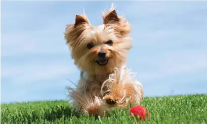  ?? Photograph: Liliboas/Getty Images ?? A Yorkshire terrier. The numbers of dogs in the UK has almost doubled since 2011.