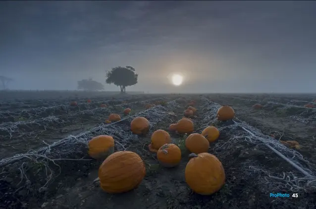  ??  ?? Pumpkins At Sunrise by Andrew Newey (UK), winner of the 'Food In The Field' category, Pink Lady® Food Photograph­er Of The Year 2019.