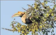  ?? HT FILE PHOTO ?? These largebodie­d birds are seemingly able to adapt to humanmodif­ied landscapes such as tea and coffee plantation­s