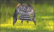  ??  ?? A red-shouldered hawk flies up from a lawn in Columbia, Md. The pandemic that put much of normal life on pause — stopping travel and shutting people in their homes — also afforded more time for many families to study the wildlife in their own backyards.