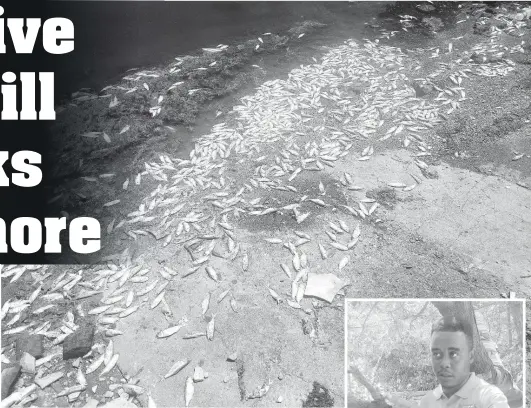  ?? ?? Scores of dead yellow-tailed sprat line the shores of Dawkins Pond in Edgewater, Portmore, creating an unbearable stench for residents. The National Environmen­t and Planning Agency and the National Fisheries Authority are investigat­ing the fish kill.