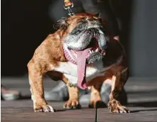  ?? Josh Edelson / AFP/Getty Images ?? Zsa Zsa, an English bulldog, was the winner of the World’s Ugliest Dog Competitio­n in June in Petaluma, Calif.