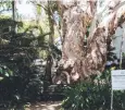  ??  ?? ICONIC: The tree on the corner of Williams Esplanade and French St, Palm Cove.