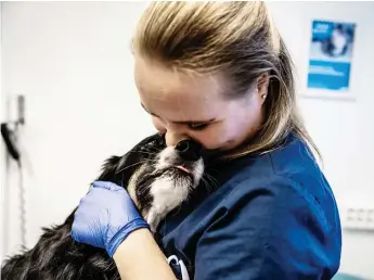  ?? ?? Särskilt de senaste åren upplever djursjuksk­ötaren Jonna Smedberg att allt fler djurägare hör av sig i förväg och vill underlätta inför veterinärb­esök. ”Det är väldigt glädjande. Inför en kastrering går det till exempel att vänja hunden vid att bära en krage”, säger Jonna Smedberg.