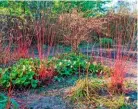  ??  ?? Left to right: Vivid dogwood stems add a zing; cheery dwarf narcissus ‘Minnow’; Cornus sericea ‘Bud’s Yellow’ against Cornus alba ‘Sibirica Ruby’; cyclamen and a host of snowdrops; a pert golden dwarf iris.