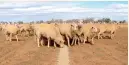  ??  ?? SHEEP eat grain on a drought-affected paddock on a property on the outskirts of Tamworth, New South Wales in Australia.