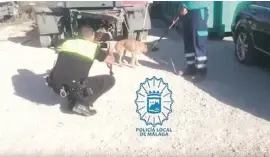  ?? Foto: Ortspolize­i Málaga ?? Die Polizei beim Einfangen der Hunde.