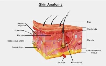  ??  ?? A second-degree burn involves the outside layer of the skin and the next layer of skin (dermis). — TNS