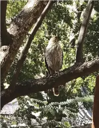  ?? ?? Arizona’s flyway is host to an assortment of birds including the Cooper’s hawk.