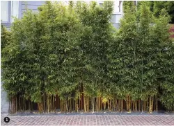  ??  ?? 1. A line of temple bamboo, Semiarundi­naria fastuosa var. viridis flanks the parking forecourt.