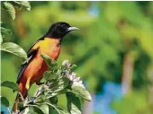  ?? Houston Chronicle file ?? Fruiting trees attract a variety of birds, including Baltimore orioles.