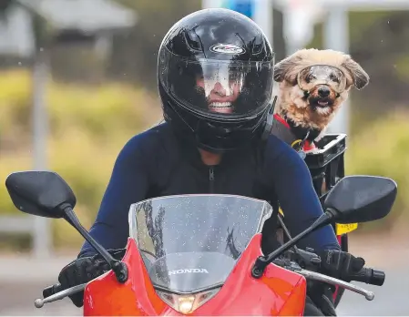  ??  ?? Rocky the maltese terrier enjoys a ride on the back of owner Angie Bagley’s bike. Picture: Scott Powick