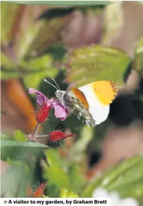  ??  ?? > A visitor to my garden, by Graham Brett