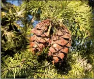  ?? AP/DEAN FOSDICK ?? Blooms with a low moisture content, pine cones, seed heads, foliage, grains and grasses are the most popular drying choices for centerpiec­es or special occasion use. Be observant throughout the year for attractive additions to dried bouquets, wreaths or sachets.