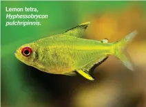  ??  ?? Lemon tetra, Hyphessobr­ycon pulchripin­nis.