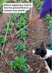  ??  ?? Before applying a mulch, hoe the ground first to remove any weeds