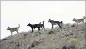  ??  ?? ASSOCIATED PRESS In this August 2012 file photo provided by Wolves of the Rockies, the Lamar Canyon wolf pack patrols its territory in Yellowston­e National Park. Some say they still need protection.