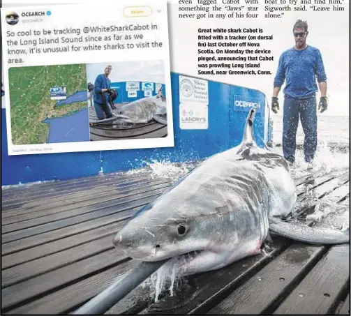  ??  ?? Great white shark Cabot is fitted with a tracker (on dorsal fin) last October off Nova Scotia. On Monday the device pinged, announcing that Cabot was prowling Long Island Sound, near Greenwich, Conn.