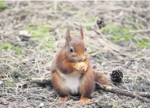  ?? Alan Wright ?? A red squirrel at Formby