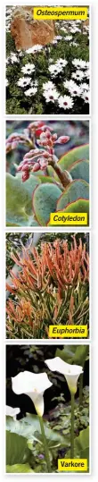  ??  ?? Osteosperm­um
Cotyledon
Euphorbia
Varkore