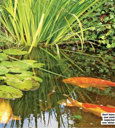  ?? ?? Don’t leave your pond neglected over winter