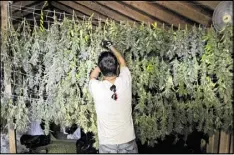  ?? RICH PEDRONCELL­I / AP ?? Anthony Viator hangs harvested marijuana buds for drying on grower Laura Costa’s farm near Garbervill­e, Calif. State tax collectors are taking initial steps to get a hand into the emerging economy.