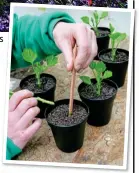  ??  ?? GENTLY DOES IT: Make a hole and pop cuttings into compost