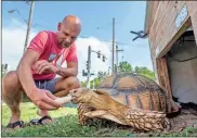  ?? Emily Curiel/Kansas City Star/TNS ?? Brookside resident Bill Kalahurkai­n feeds his 7-year-old tortoise, Tyrion, half of a banana to lure him out of his hut. The African spurred tortoise is well-known in Brookside for his impressive size.