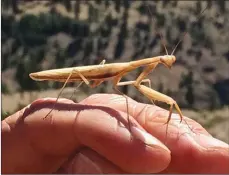  ?? Photo contribute­d ?? A praying mantis landed on a hiker’s hand July 22 on Campbell Mountain in Penticton.