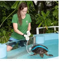  ??  ?? Las rehabilita­ciones de las tortugas liberadas de los aparejos de pesca llevan semanas y a veces meses, debido a la gravedad de las heridas que les causan las redes.