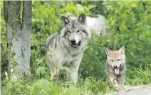  ?? PHOTO COURTESY OF PARC OMEGA ?? Located in Montebello, Parc Omega is a safari-style wildlife park that features Canadian animals, mostly from Quebec, like these grey wolves.