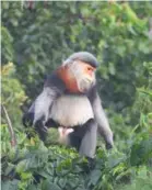  ?? VNA/VNS Photo ?? A gray-shanked douc langur spotted in Phú Yên.