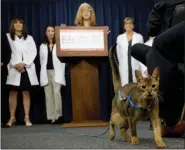  ?? MIKE GROLL - ASSOCIATED PRESS ?? In this May 17, 2016, file photo, a cat named Rubio walks in front of the podium during a news conference in Albany, N.Y. New York become the first state in the nation to ban the declawing of cats.