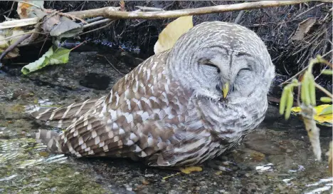  ??  ?? A sick barred owl sits in a stream near Marine Drive in North Vancouver. Rats that die from rodenticid­e can then poison raptors that prey on them.